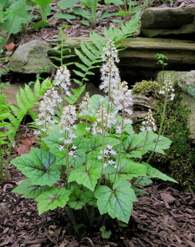 Mitrovnička srdcolistá