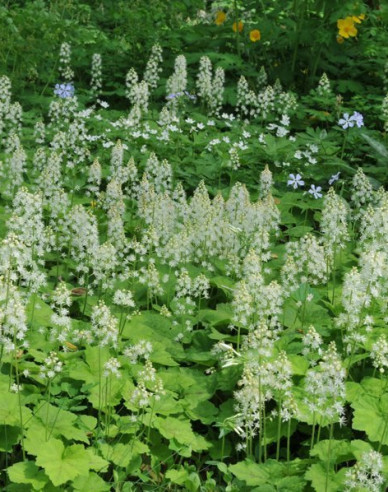 Mitrovnička srdcolistá