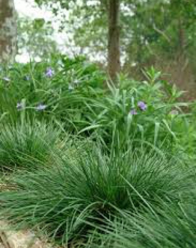 Metlice trsnatá Goldtau