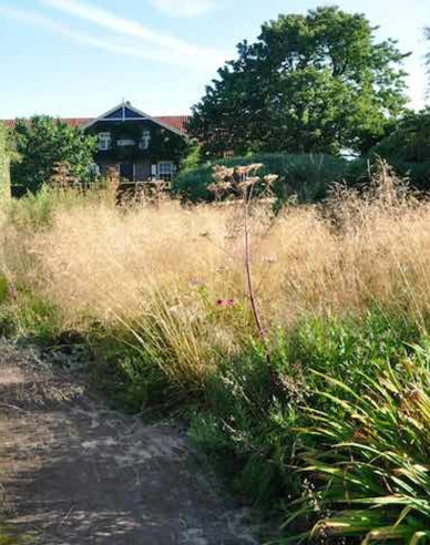 Metlice trsnatá Goldtau