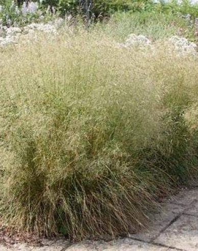 Metlice trsnatá Goldtau