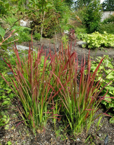 Imperata válcovitá ´Red Baron´