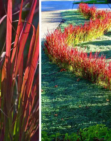 Imperata válcovitá ´Red Baron´