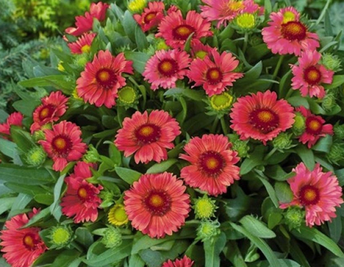 Cocklebur Messa Red