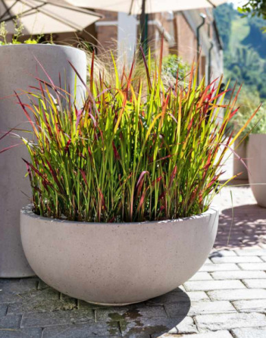Imperata válcovitá ´Red Baron´