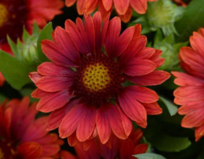 Cocklebur Messa Red