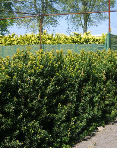Sloupovitý tis Hicksii