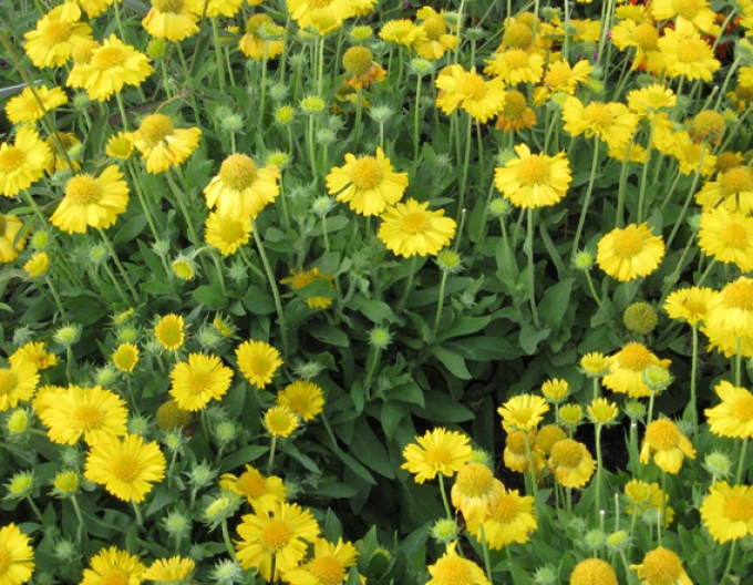 Kakadu Messa Yellow
