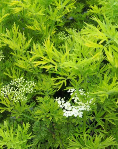 Bez černý ´Golden Tower´