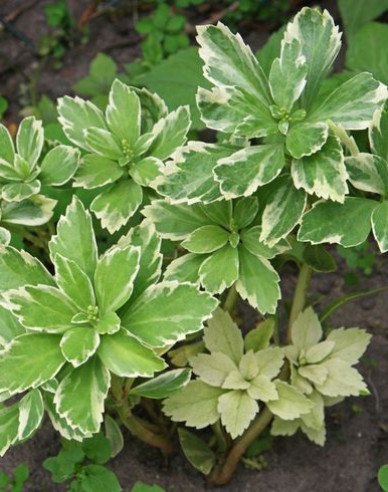 Tlustonitník klasnatý Variegata