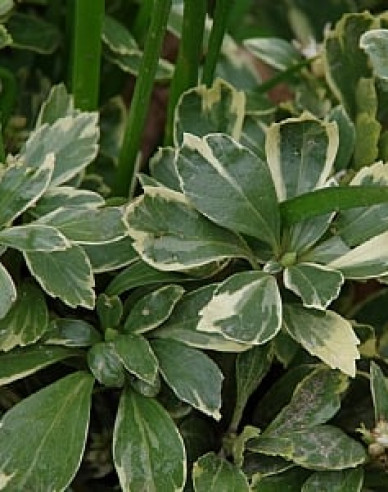 Tlustonitník klasnatý Variegata