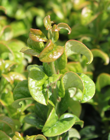 Leukote axillaris ´Twisting Red´