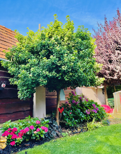 Ginko ´Mariken´ na kmínku