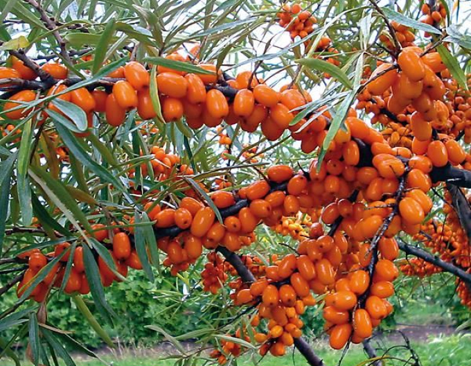 Rakytník řešetlákový Friesdorfer Orange samosprašný