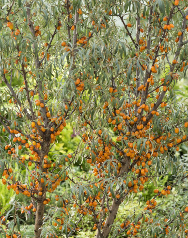 Rakytník řešetlákový Friesdorfer Orange samosprašný