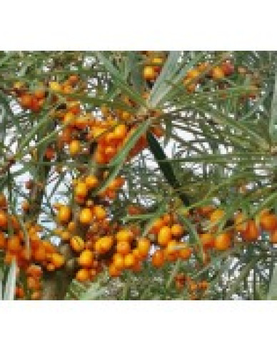 Rakytník řešetlákový Friesdorfer Orange samosprašný