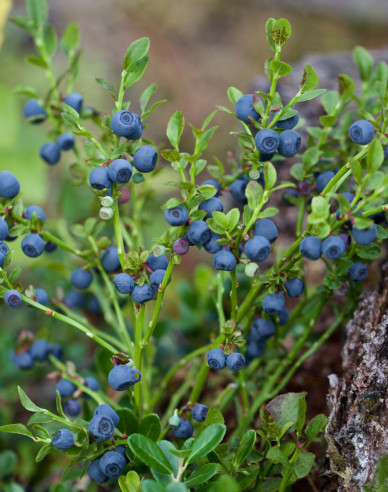 Borůvka lesní