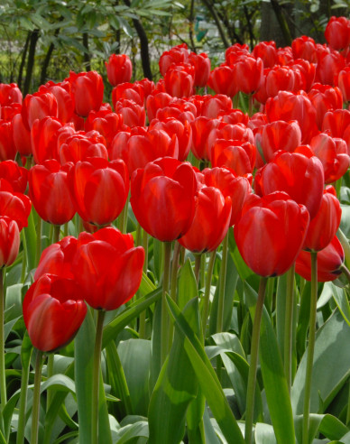 Tulipán exclusive ´Gama Red´