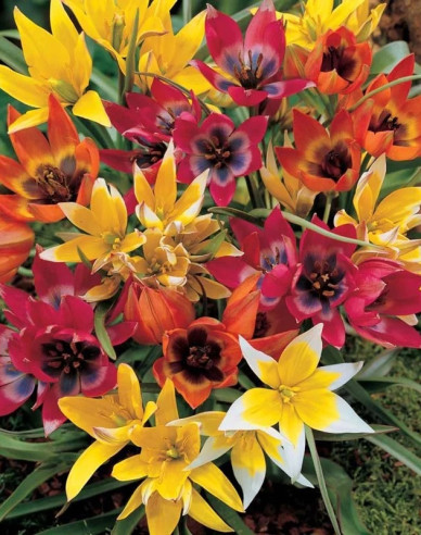 Tulipán botanický ´Mix´