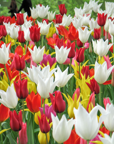 Tulipán liliokvětý ´Mix´
