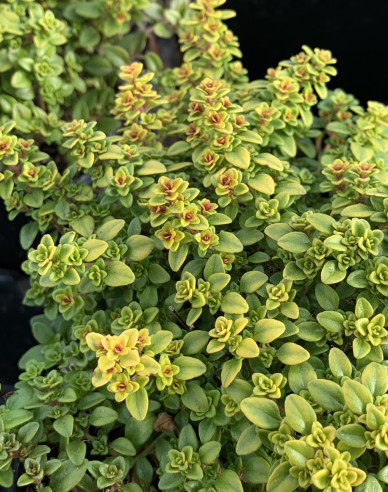 Citronový tymián ´Lemon Gold´