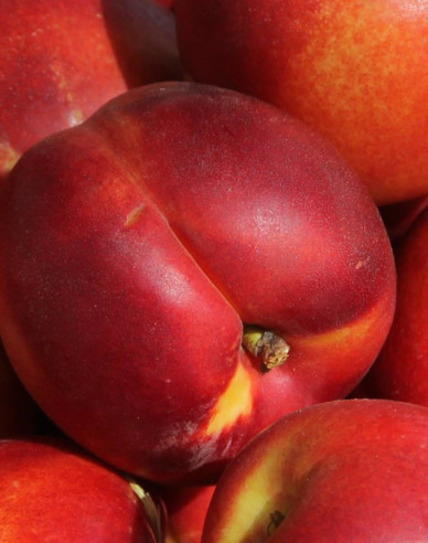 Nektarinka ´Fantasia´ pozdní, podn. GF677, prostok.