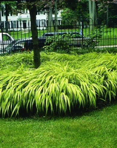 Rákosník japonský  ´Aureola´