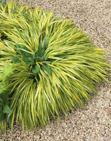 Rákosník japonský  ´Aureola´