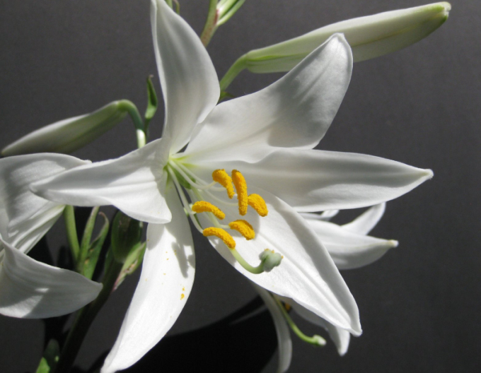Lilie bělostná - Lilium Candidum