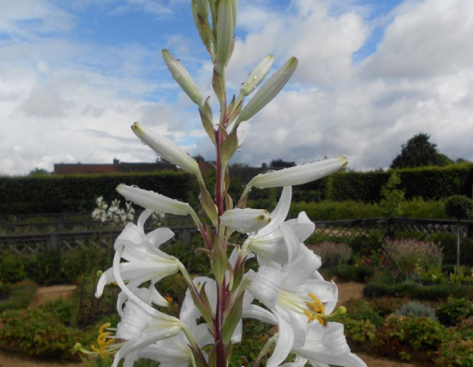 Lilie bělostná - Lilium Candidum