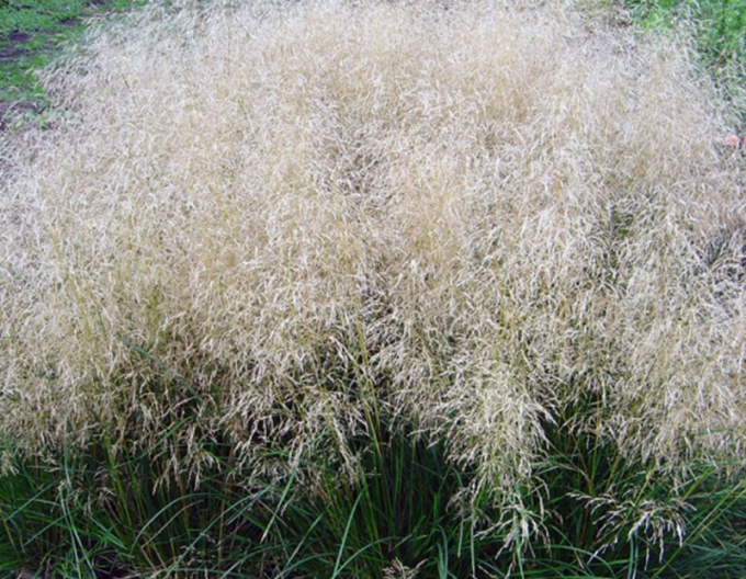 Metlice trsnatá Palava