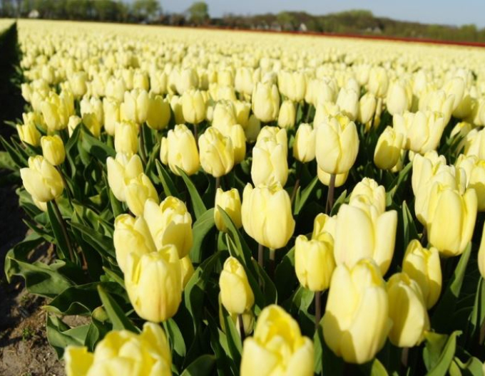 Tulipán Cream Flag