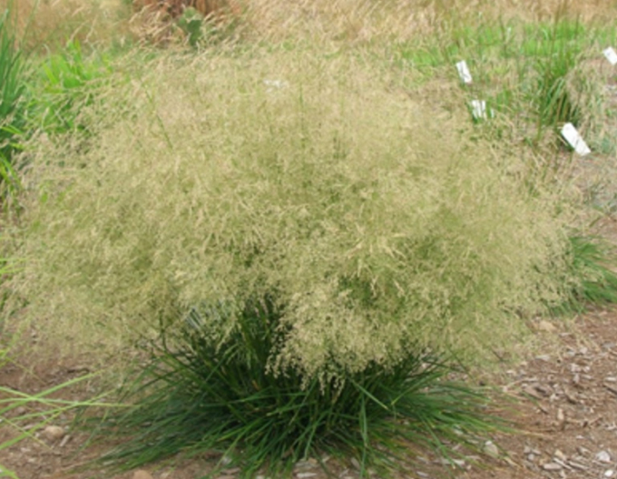 Metlice trsnatá Palava