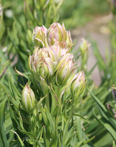 Tulipán Mystery Valley