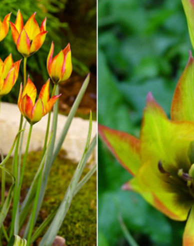 Tulipán ´Orphanidea flava´