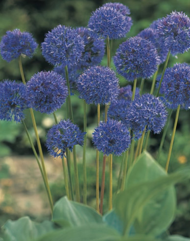 Okrasný česnek Caeruleum