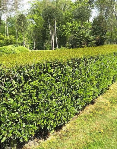 Vavřín portugalský Angustifolia