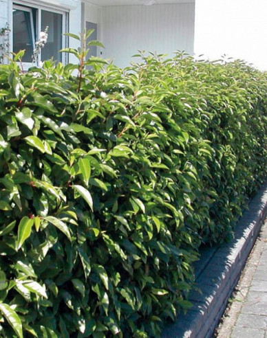 Vavřín portugalský Angustifolia