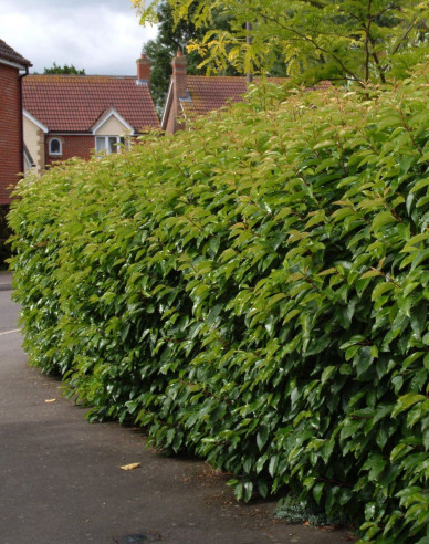 Vavřín portugalský Angustifolia