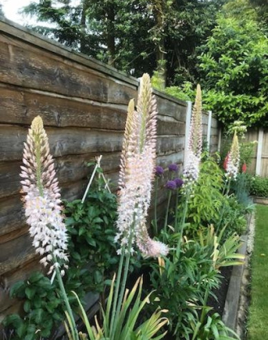 Liliochvostec - Eremurus 1ks