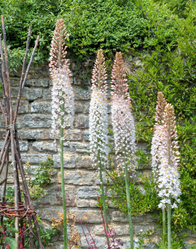 Liliochvostec - Eremurus 1ks