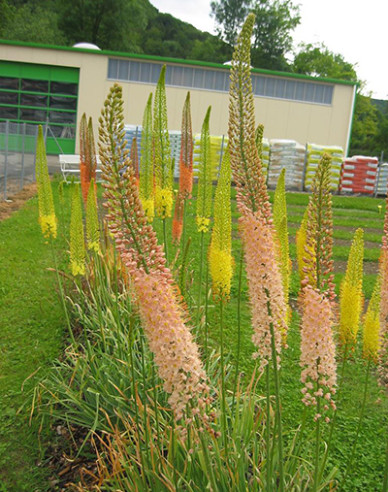 Liliochvostec hybridní - Eremurus 1ks