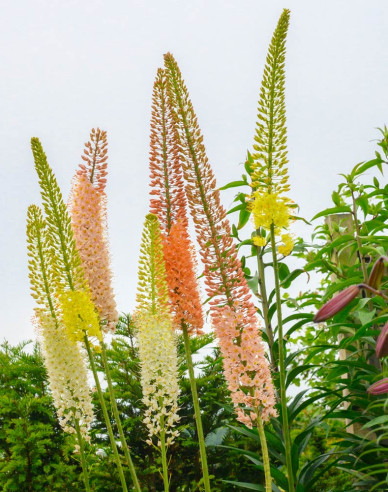 Liliochvostec hybridní - Eremurus 1ks
