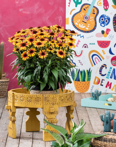 Třapatkovka Sombrero ´Yellow Red´