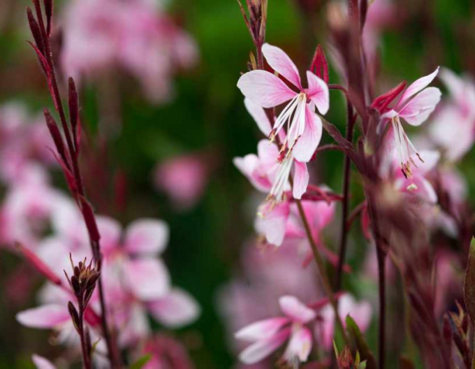 Gaura ´Cherry Brendy´