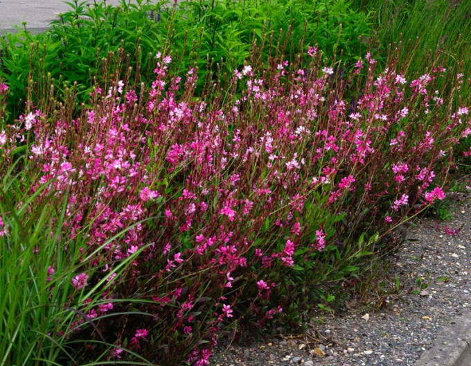 Gaura ´Cherry Brendy´