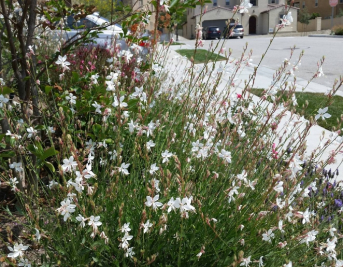 Gaura ´Summer Star White´