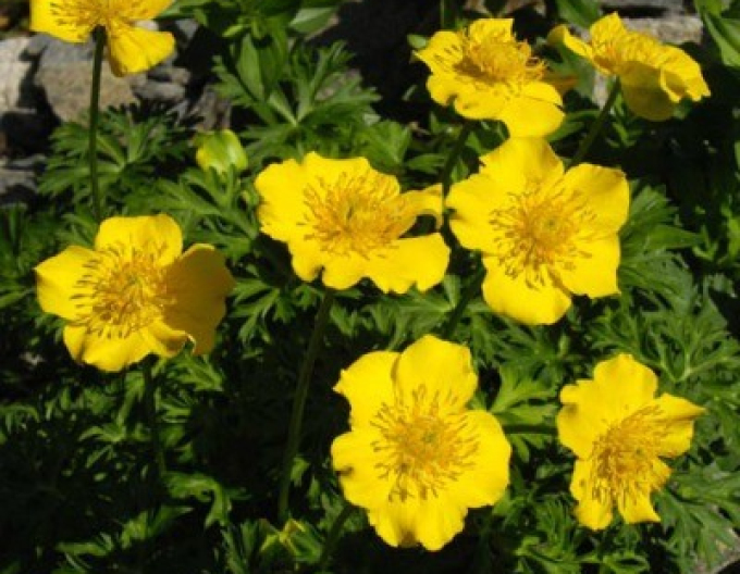 Yellowhead