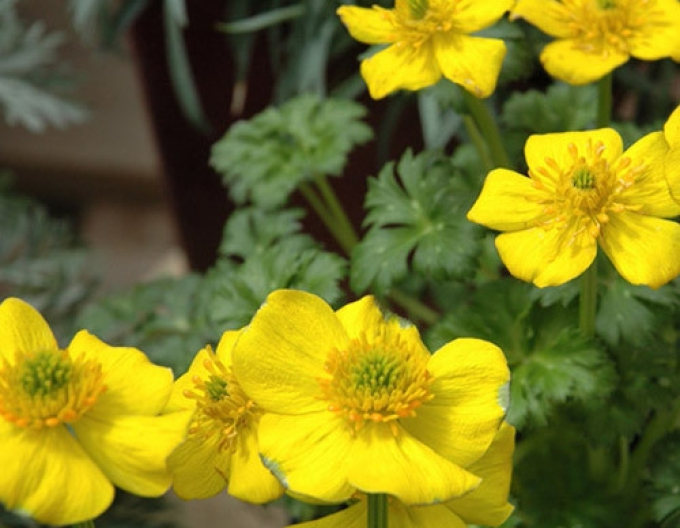 Yellowhead