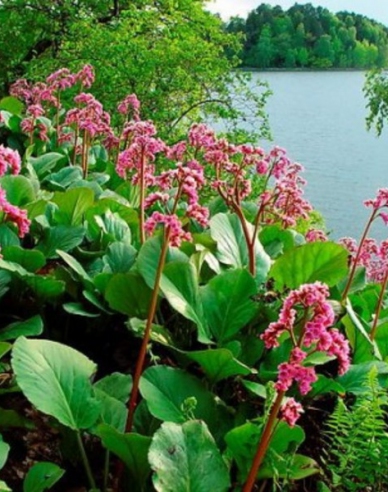 Bergénie ´Rotblum´